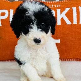 Buster - Parti male Goldendoodle puppy in Auburn, Indiana from Martin’s Doodles