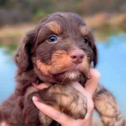Aussiedoodles, Australian Shepherds, and Miniature Australian Shepherds from Ten Mile Aussies