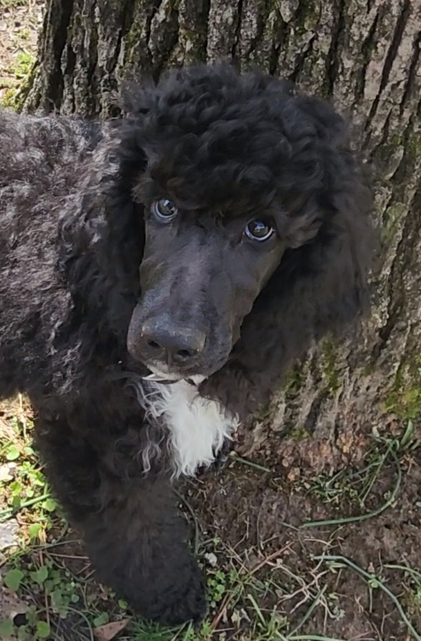 Poodle puppies from Lisa Marie's Poodles & Doodles