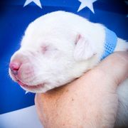 Chione- Girl 2 - White female Dogo Argentino puppy in San Diego, California from Debonair Dogos