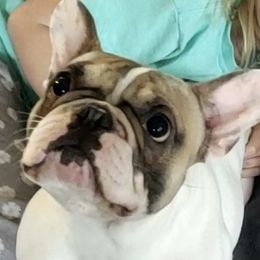 American Bulldogs and French Bulldogs from Slumski's Bulldogs