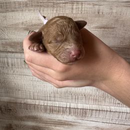 Purple - Red  female Goldendoodle puppy in Nashville Area, Tennessee from My Girls with Curls-Mini Doodles of TN