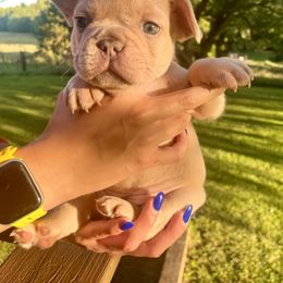 French Bulldog All Grown Up from Phoebes Frenchies