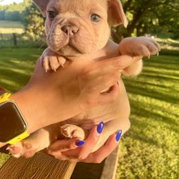 French Bulldog All Grown Up from Phoebes Frenchies