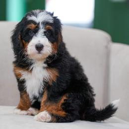 Arrow - Tri-color male Bernedoodle puppy in Dundee, Ohio from Down Home Doodle