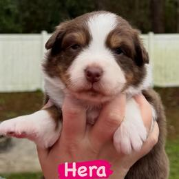 Hera - Red tri-color female Australian Shepherd puppy in Jacksonville, Florida from Solace Australian Shepherds