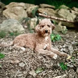 Chula - Poodle