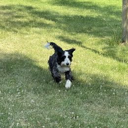 Aerial - Bernedoodle