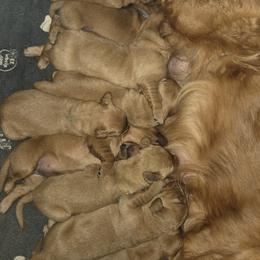 Girl 3 - Dark golden female Golden Retriever puppy in Mayville, Michigan from Redwood Golden Retrievers