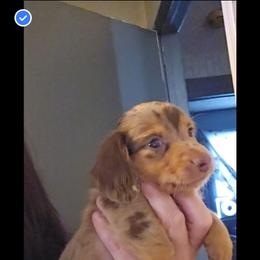 Boy 9 - Dapple male Dachshund puppy in Lansing, Michigan from Black Thunder 517 Dachshunds and frenchies