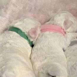 Bichon Frise Puppies from Bichon Heaven