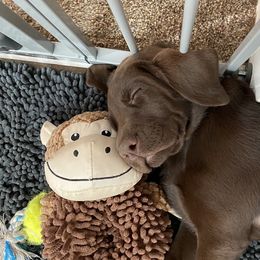 Golden Retriever and Labrador Retriever Puppies from North Coast Retrievers