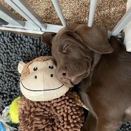 Golden Retriever and Labrador Retriever Puppies from North Coast Retrievers