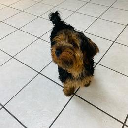 Girl 1 - Black and gold female Yorkshire Terrier puppy in Marion, Indiana from Thomas Terriers