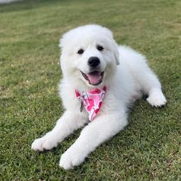Great Pyrenees Puppies from Outlaw Acres Farm & Kennels