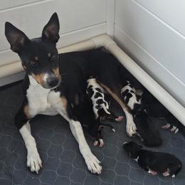 Rat Terrier puppies from Far North Rat Terriers