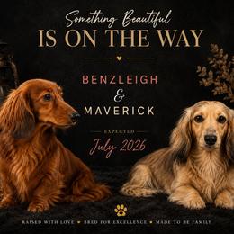 Dachshund puppies from Huckleberry Tails
