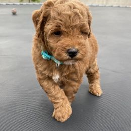 Poodle Puppies from Kinderpoodlesutah