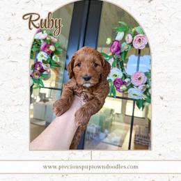 Ruby - Red  female Goldendoodle puppy in Bell Buckle, Tennessee from Precious Puptown Doodles