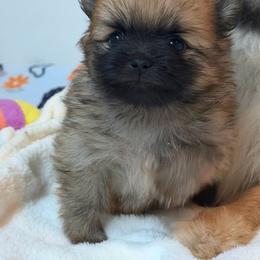 Lakyn - Orange sable male Pomeranian puppy in Newport Beach, California from Exotic City Pomeranians and chihuahuas