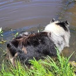Australian Shepherds and Cavapoos from Dianne Dubose