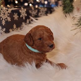 Goldendoodle Puppies from Redhead Doodle Co