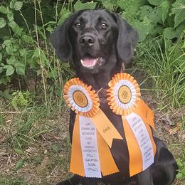 Labrador Retrievers from Drunken Bear Ranch