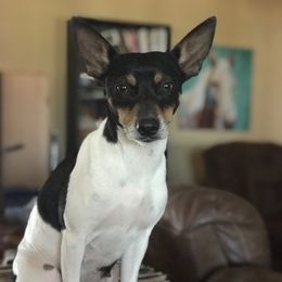 Rev - Rat Terrier