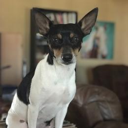 Rev - Rat Terrier