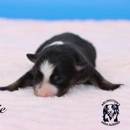 JULIE - Black tri female Miniature Australian Shepherd puppy in Weeki Wachee, Florida from Arlington's Mini Aussies