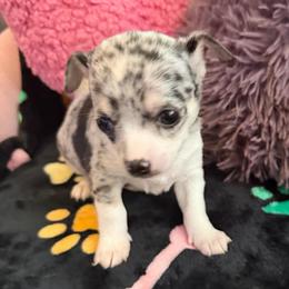 Louis AKC - Blue merle male Chihuahua puppy in Seneca, Missouri from Stephanie’s Puppy Colony