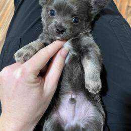 Chihuahua Puppies from Sophia Jade's Chi Brigade