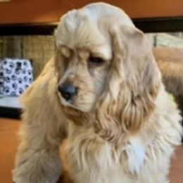 Lucy - Cocker Spaniel