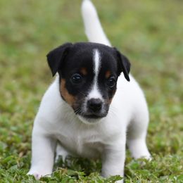 Jenna - Tri-color female Russell Terrier puppy in Citra, Florida from Butterball Kennel
