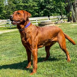 Willow - Labrador Retriever