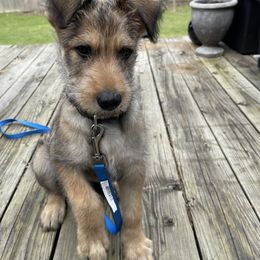 Berger Picard Puppies from Stargazer Berger Picards