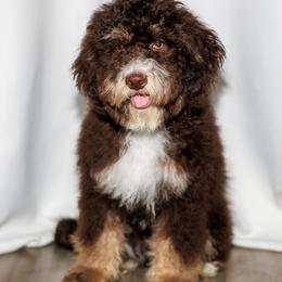 Theo Bucky (aka Buckwheat) - Brown male Bernedoodle puppy in Gilbert, Arizona from Safe Havynn Doodles