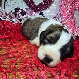 Romeo - Brown and white male Saint Berdoodle puppy in Castle Rock, Washington from PNW Saint Berdoodles