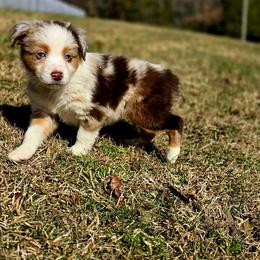 Prancer - Red merle male Australian Shepherd puppy in Blairsville, Georgia from Georgia Peach Aussies