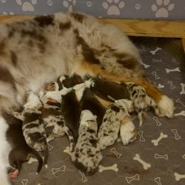 Australian Shepherd Puppies from Shadowood Australian Shepherds