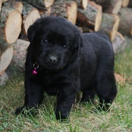 Labrador Retriever Puppies from Prebleridge Acres