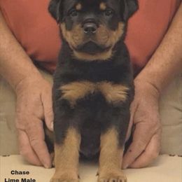 Chase (Lime collar) - Black and mahogany male Rottweiler puppy in Carnesville,, Georgia from Von Knopf Rottweilers