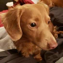 Ollie  - Dachshund