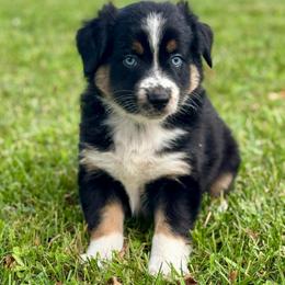 Macchiato - Black tri-color male Australian Shepherd puppy in Beaverdam, Virginia from Cimmarun Farm Aussies