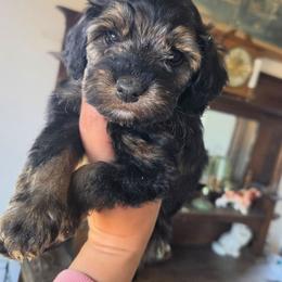 Donatello - Sable male Cockapoo puppy in Ellensburg, Washington from Dawn to Dusk Cockapoos
