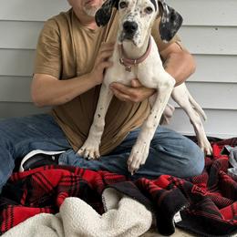 Mimosa - Black and white female Great Dane puppy in Gonzales, Louisiana from Anstatt House Of Danes