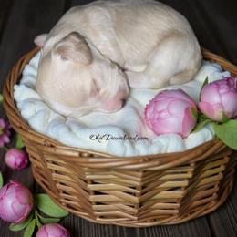 Snow - Cream female Dachshund puppy in Oklahoma City, Oklahoma from OkieDoxieland Dachshunds