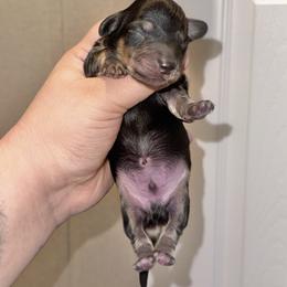 Jase - Black and cream male Dachshund puppy in Hornbeck, Louisiana from A&Z Mini Dachshunds