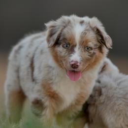 Tracker - Red merle male Miniature Australian Shepherd puppy in Hartman, Arkansas from Southern Edition Aussies