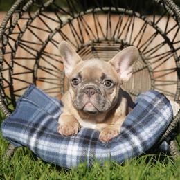 Betty boop - Fawn and white female French Bulldog puppy in Washington from Pawcific Coast Bullies
